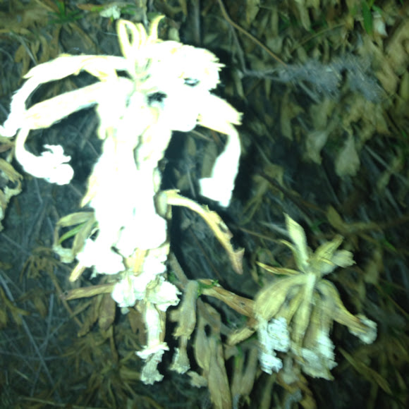Spotting Image 1