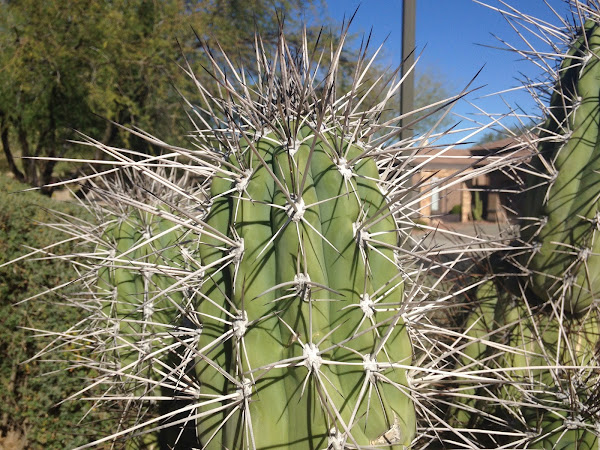 Baseball Bat Cactus | Project Noah