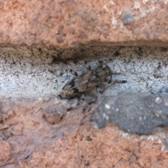 Spotting Image 1