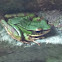 Sapgreen stream frog