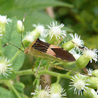 Stink bug
