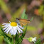least skipper