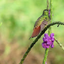 Rufous-tailed hummingbird