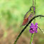 Rufous-tailed hummingbird