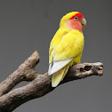 Rosy-faced Lovebird