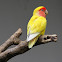 Rosy-faced Lovebird
