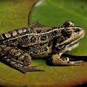 Leopard Frog