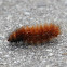 Lined Tiger Moth caterpillar