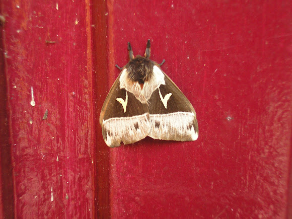 Spotting Image 1