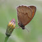 Meadow Brown