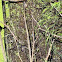 Eastern Pondhawk