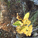 Yarrow