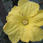 TURIA [VEGETABLE]    FLOWER