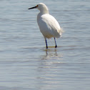 Snowy Egret