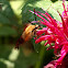 Hummingbird Moth