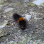Woolly Bear Caterpillar