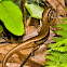 Slender Forest Skink