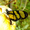 Themisto Amberwing