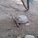 Tortoise