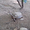 Tortoise