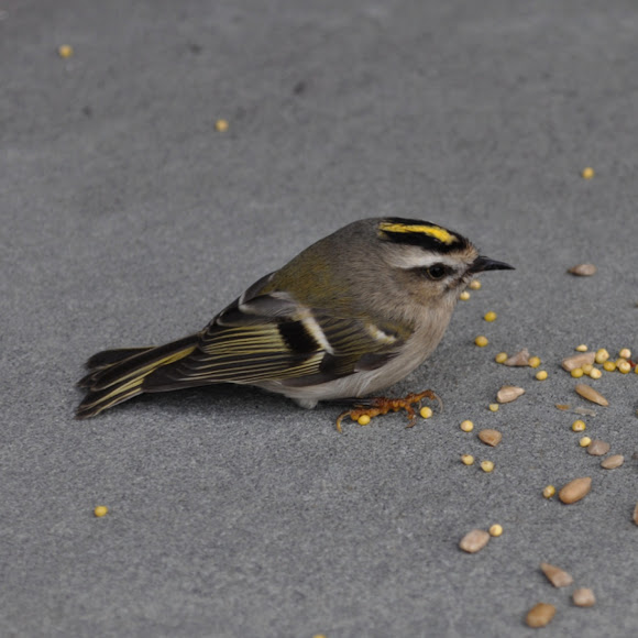 Spotting Image 1