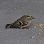 Golden-crowned Kinglet