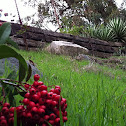 California holly, Christmas berry