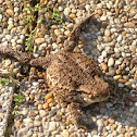 Common toad