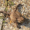 Common toad