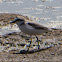 Kentish Plover; Chorlitejo Patinegro