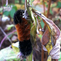 Woolly bear caterpillar