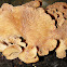Bitter oyster