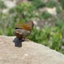 Streaked Laughing Thrush
