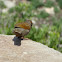 Streaked Laughing Thrush