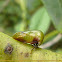 Treehopper