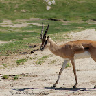 Grant's Gazelle
