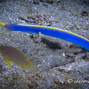 Ribbon Eel