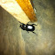 Stag Beetle (Female)