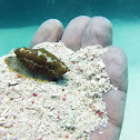 Fingerprint Flamingo Tongue