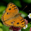 Peacock Pansy