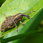 weevil