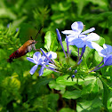 Hummingbird Moth
