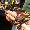 American Redstart