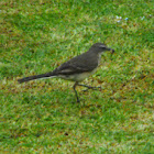 Cape Wagtail