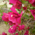 Primavera