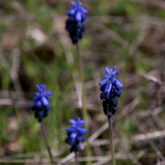 Spotting Image 1