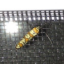 Ailanthus Webworm Moth