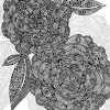 Black Dahlias