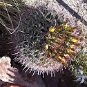 Barrel cactus