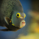 French Angelfish